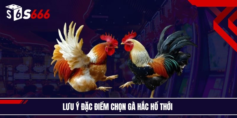 Lưu ý đặc điểm chọn gà hắc hổ thới